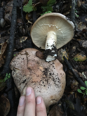 Lactarius argillaceifolius megacarpus