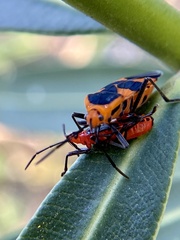 Oncopeltus aulicus