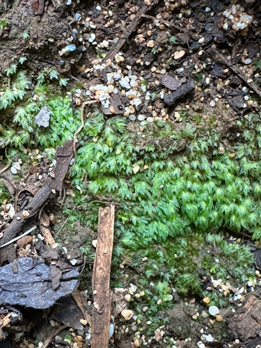 Fissidens observed 2025-10-03