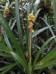 Guzmania weberbaueri