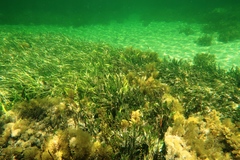 Posidonia australis