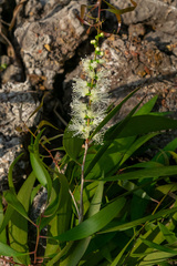 Melaleuca cajuputi