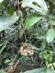 Marcgraviaceae