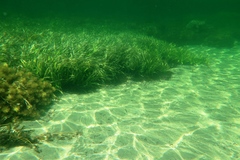 Posidonia australis
