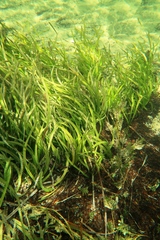 Posidonia australis