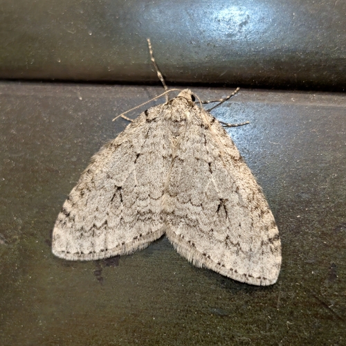 Autumnal Moth photo 2