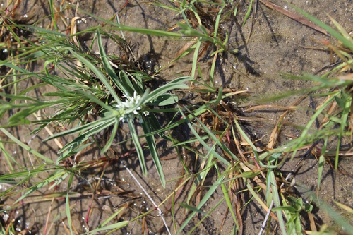 Enicostema axillare subsp. axillare image