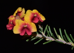 Dillwynia laxiflora