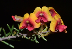 Dillwynia laxiflora