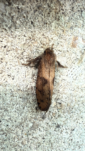 Dark Acrolophus photo 6