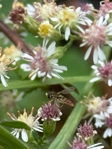 Unknown species found near W Merryway Ln, Bloomington, IN, US