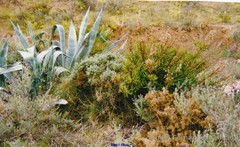 Ulex canescens