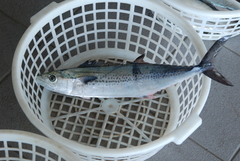 Scomberomorus niphonius