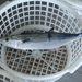 Japanese Spanish Mackerel - Photo (c) tern911, some rights reserved (CC BY-NC), uploaded by tern911
