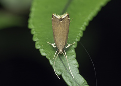 Torodora