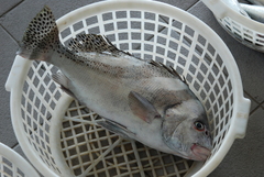 Plectorhinchus cinctus