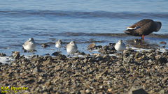 Calidris alpina