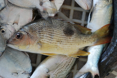 Lutjanus johnii