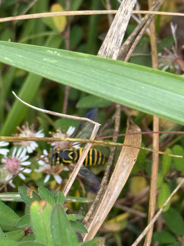 Unknown species found near W Merryway Ln, Bloomington, IN, US