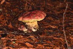 Butyriboletus autumniregius