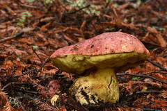 Butyriboletus autumniregius