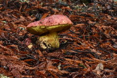 Butyriboletus autumniregius