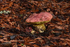 Butyriboletus autumniregius