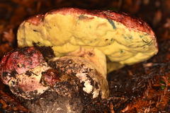 Butyriboletus autumniregius