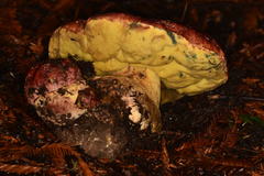 Butyriboletus autumniregius