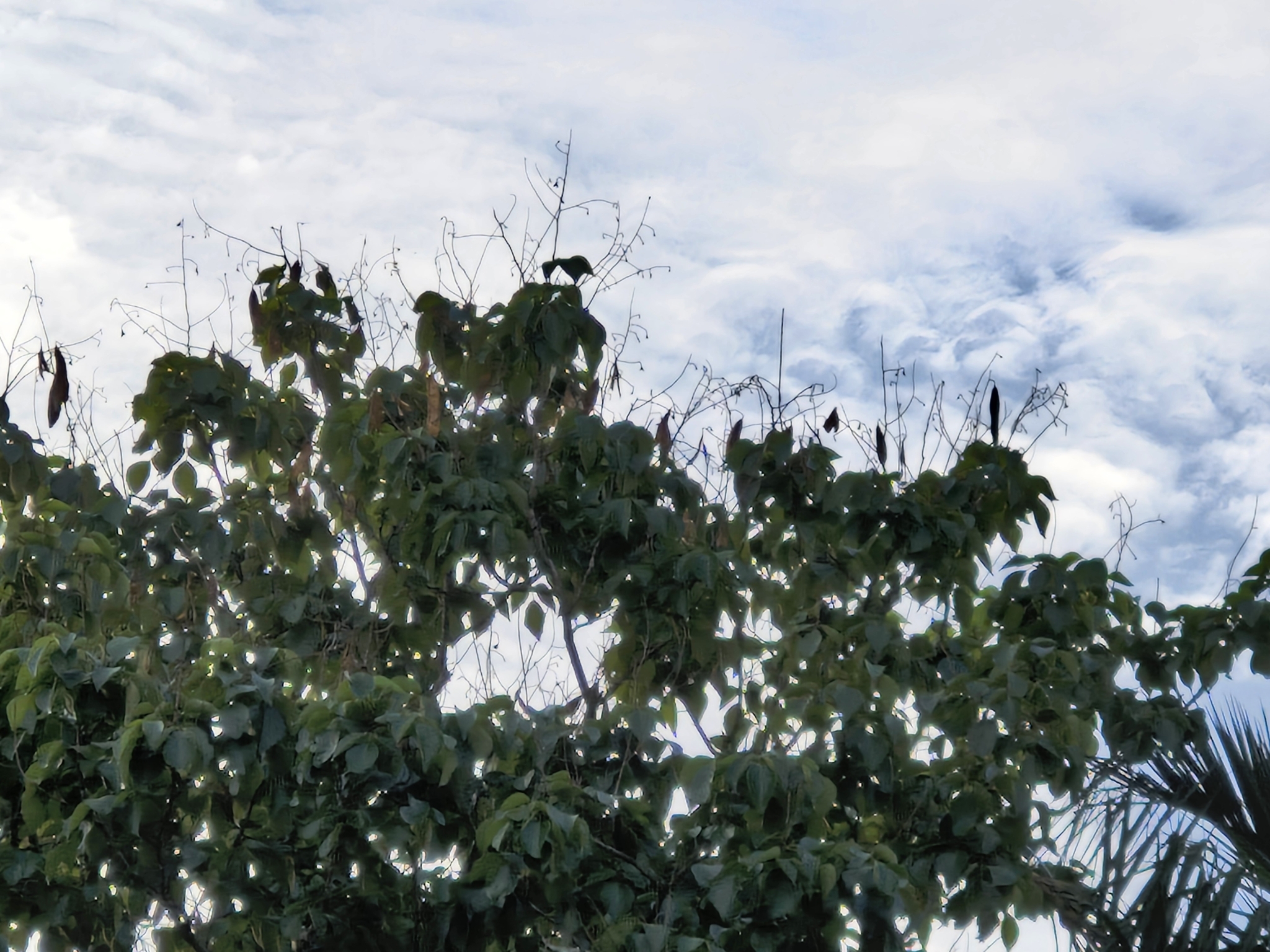 Platycyamus regnellii