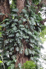 Monsteroideae
