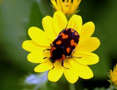 Clinteria klugi