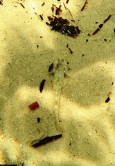 Favonigobius lateralis