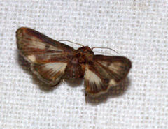 Anigraea albomaculata
