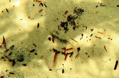 Favonigobius lateralis