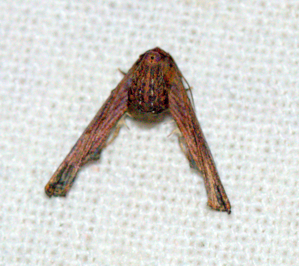 Anigraea albomaculata