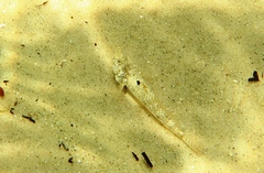 Favonigobius lateralis