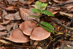 Cortinarius cisqhale