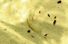 Favonigobius lateralis