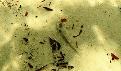 Favonigobius lateralis