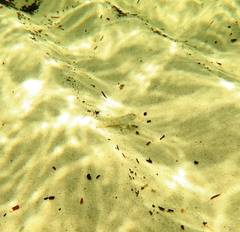 Favonigobius lateralis
