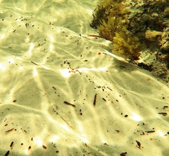 Favonigobius lateralis