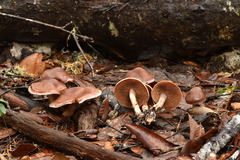 Cortinarius cisqhale
