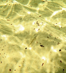 Favonigobius lateralis