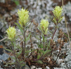 Castilleja hyperborea