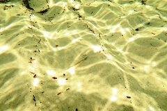 Favonigobius lateralis