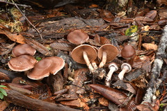 Cortinarius cisqhale