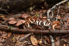 Cortinarius cisqhale