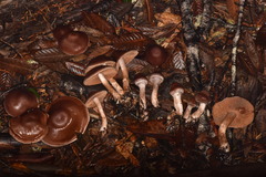 Cortinarius cisqhale