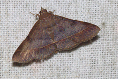 Hypospila bolinoides